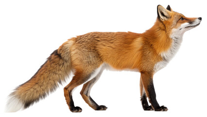 Fototapeta premium A realistic full-body portrait of a red fox standing gracefully, isolated on a transparent background PNG
