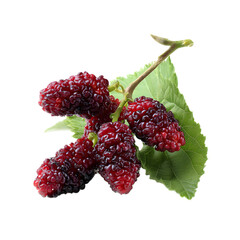 Delicious mulberry isolated on a transparent background.