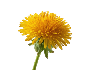 Close-up of a vibrant yellow dandelion
