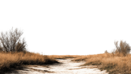 Rural path through tall grass