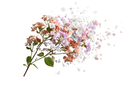 A cluster of flowers, some detached