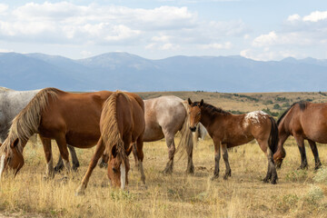 Wild horses, including a spotted foal, graze in a dry, golden field with majestic mountains in the background. The serene landscape highlights the freedom and beauty of these animals.