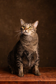 gato atigrado