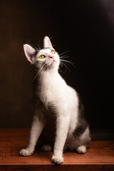 Fototapeta premium gato cachorro blanco