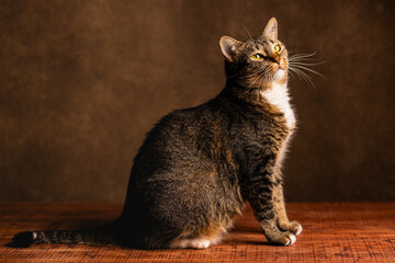 retrato de gato atigrado con blanco