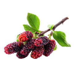 Delicious mulberry isolated on a transparent background.