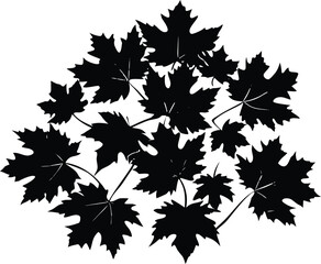 Maple Leaf Cluster Silhouette | Maple Leaves Vector Design