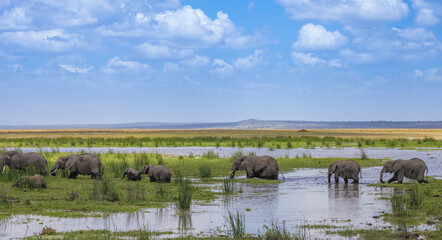 Elephants in the lake after floods in Amboseli, Kenya © Leos