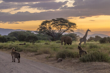 Evening scene from Kenyan safari in Amboseli park (acacia, giraffe, elephant, hyenas) © Leos