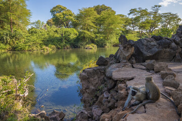 Mzima Spring and vervet monkeys in Tsavo West National Park, Kenya © Leos