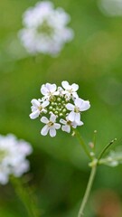 Close-up of small cluster of white flowers