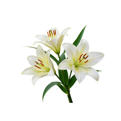 Fototapeta premium Three white lilies blooming with green stems and leaves isolated on a black background transparent background