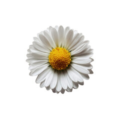Close-up of a single, white daisy, centered on a black background.  The petals are layered, radiating outward from a bright yellow, disc-shaped center