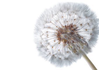 Close-up of a dandelion seed head (8)
