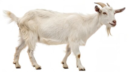 Fototapeta premium A baby goat, a small domestic farm animal, with soft white fur stands in a green pasture under the summer sun, looking at the camera