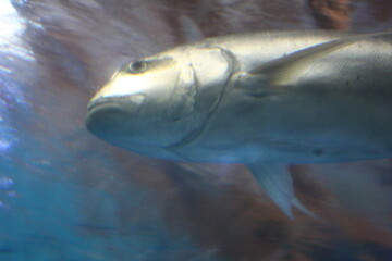 fish in aquarium