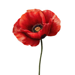 Close-up of a vibrant red poppy.  Detailed illustration of a single poppy flower, petals in rich crimson, dark center, light green stem.  Isolated against black background.  Botanical style