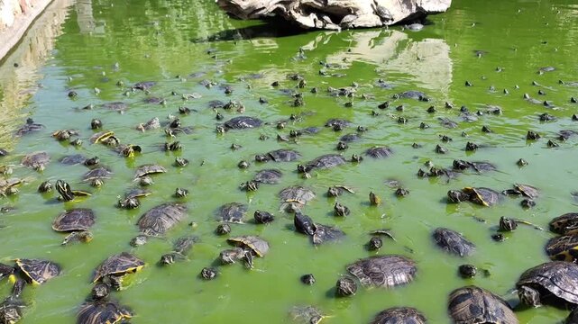 ミドリガメ」の写真素材 | 5,918件の無料イラスト画像 | Adobe Stock