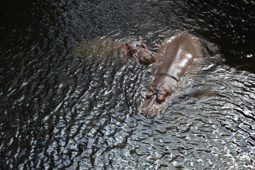 hippopotamus in water