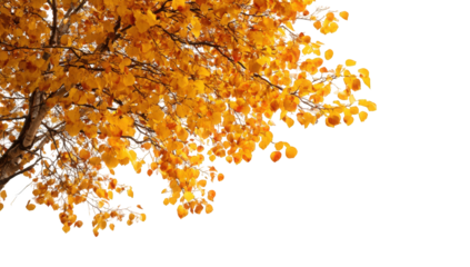 Autumn tree canopy with vibrant fall foliage