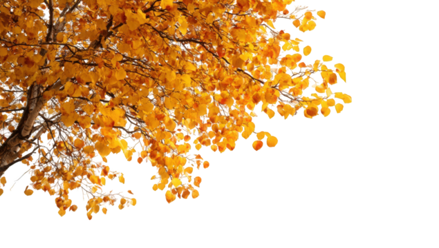Autumn tree canopy with vibrant fall foliage