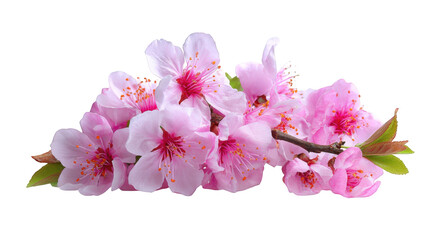 Close-up of delicate pink blossoms