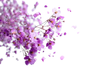 Abstract blossom explosion on black background