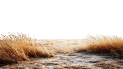 Golden grass field stretches towards a horizon