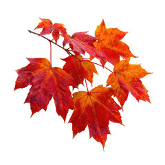 Vibrant autumn leaves cluster against a black background. 