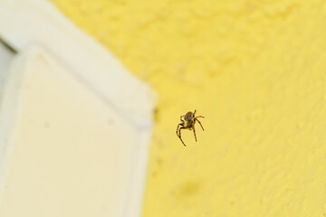 European Garden Spider, Spaltenkreuzspinne, Araneus Diadematus