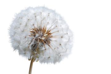 Close-up of a dandelion seed head (47)