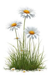 Three white daisies with yellow centers emerge from a field of green grass