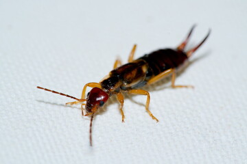 Close-up of the common earwig (Forficula auricularia, Gemeiner Ohrwurm) showing body and pincers in detail.