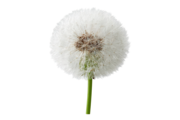 Close-up of a dandelion seed head (1)