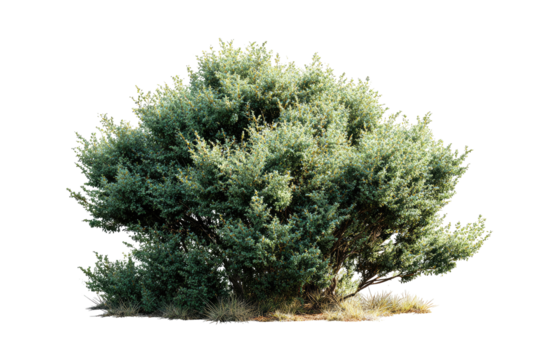 Dense, full shrub with light-gray-green foliage