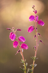 Różowe kwiaty Debecji na jasnym tle, tapeta, dekoracja, zbliżenie. © mycatherina