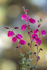 Różowe kwiaty Debecji na jasnym tle, tapeta, dekoracja, zbliżenie. © mycatherina