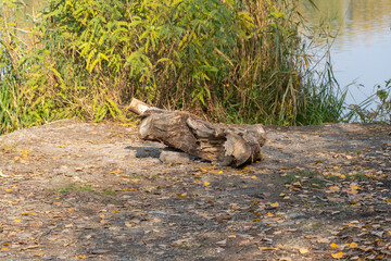 Fallen trunk old tree on picturesque lake in autumn. Big snag in lakeshore with yellow foliage and dense grove. Plant has rotted over time and broken. Decomposition and destruction of tree long time.