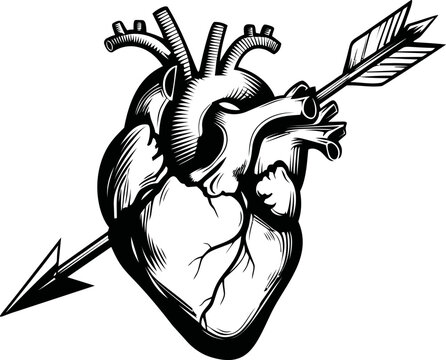 Illustration of an anatomical heart pierced by an arrow in black and white. Vector illustration