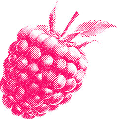 Halftone pink raspberry illustration with detailed texture on white background. Vector illustration