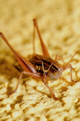 Close-up of Roesels bush-cricket (Roeseliana roeselii, Roessels Beissschrecke) showing detailed features.