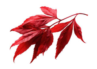 Close-up of a vibrant red leaf branch against a black background