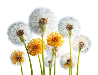 Obraz premium Close-up of dandelion blossoms in various shades of white and yellow
