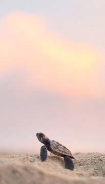 Close-up sea turtle hatchling climbing dune under pastel sunrise