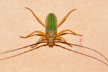 Close-up of a longhorn beetle (Chlorida festiva, Bockkaefer) photographed in Puntarenas, Costa Rica.