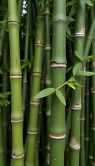 Fototapeta premium Green bamboo stalks in natural setting