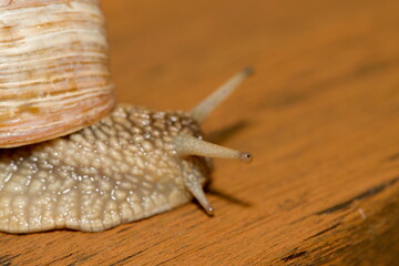 Close-up of a Roman snail (Helix pomatia, Weinbergschnecke) showing shell and body detail.