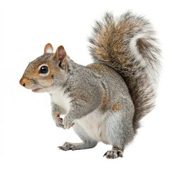 North American Gray Squirrel PNG Isolated


