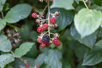 Wild blackberries on the bush in late summer