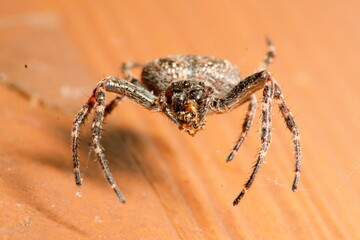 European Garden Spider, Spaltenkreuzspinne, Araneus Diadematus